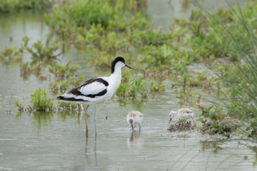 The secret lives of Avocets